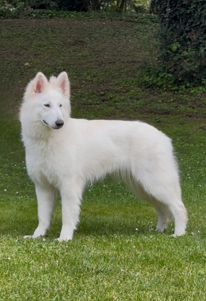 Vixi moon biale wilki z wilkowa