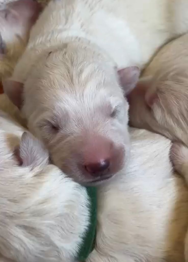 Les bébés sont nés !