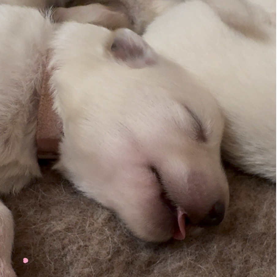 De La Truffe Du Clos - Chiots disponibles - Berger Blanc Suisse