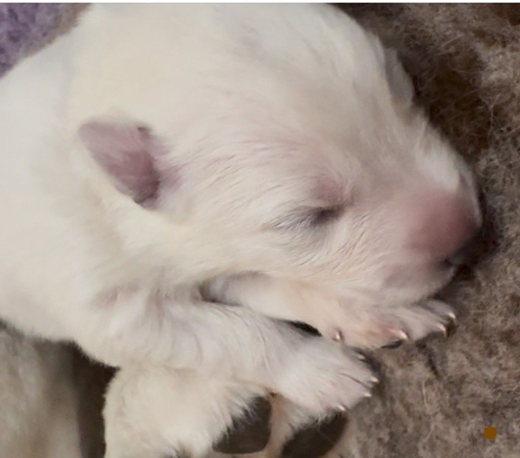 De La Truffe Du Clos - Chiots disponibles - Berger Blanc Suisse