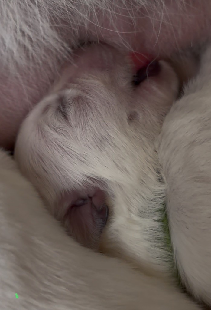 De La Truffe Du Clos - Chiots disponibles - Berger Blanc Suisse