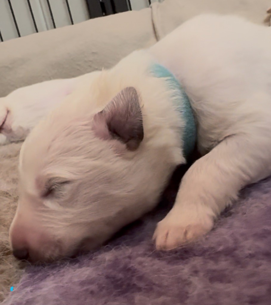 De La Truffe Du Clos - Chiots disponibles - Berger Blanc Suisse