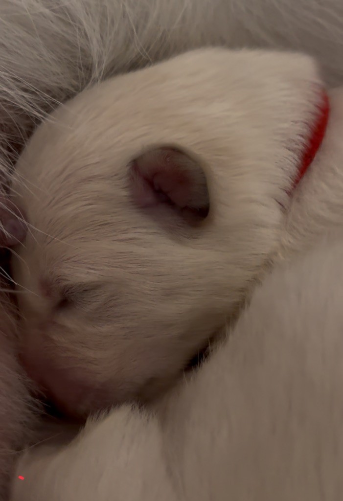 De La Truffe Du Clos - Chiots disponibles - Berger Blanc Suisse