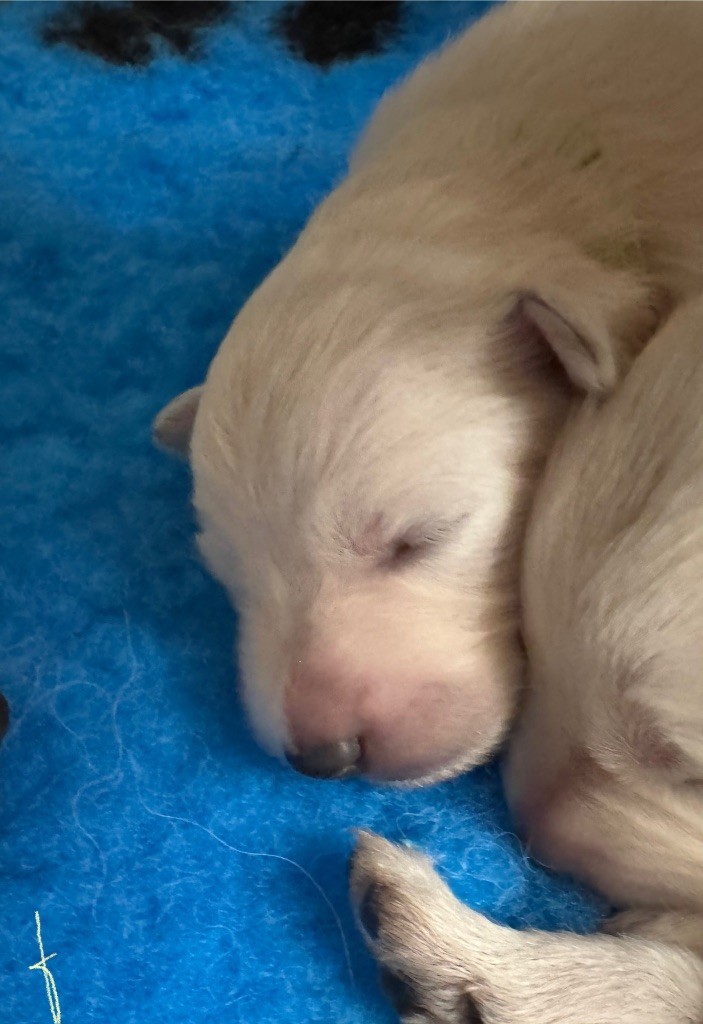 De La Truffe Du Clos - Chiots disponibles - Berger Blanc Suisse