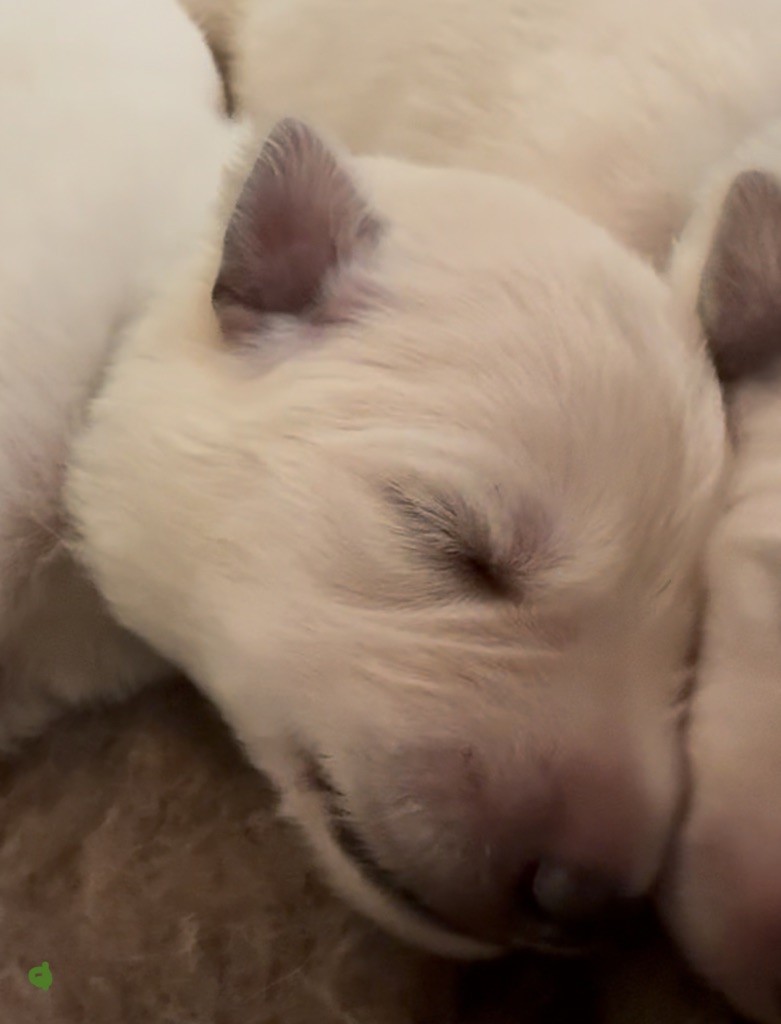 De La Truffe Du Clos - Chiots disponibles - Berger Blanc Suisse
