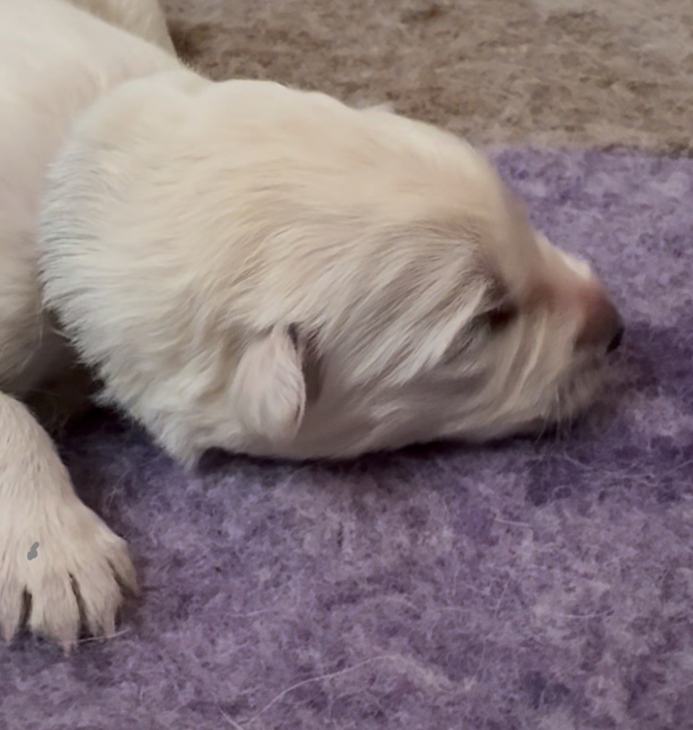 De La Truffe Du Clos - Chiots disponibles - Berger Blanc Suisse