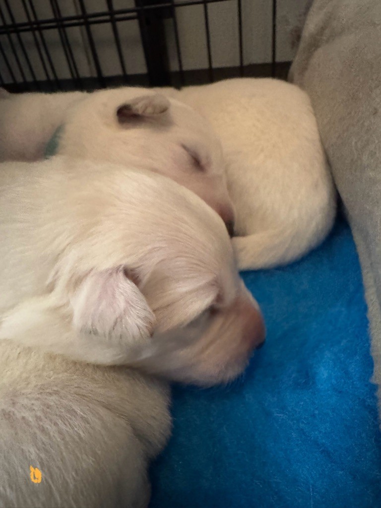 De La Truffe Du Clos - Chiots disponibles - Berger Blanc Suisse