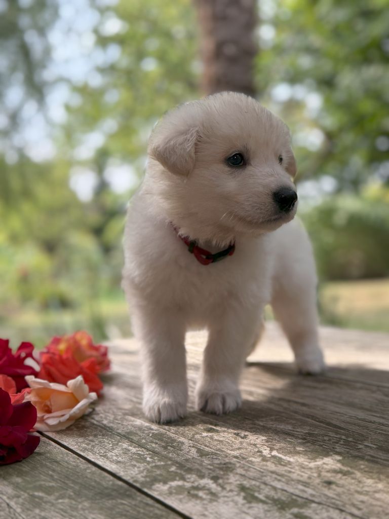 De La Truffe Du Clos - Chiots disponibles - Berger Blanc Suisse